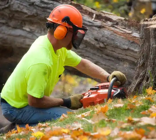 tree services Stacy